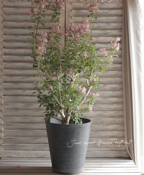 ホルムショルディア 『テッテンシス』 『チャイニーズハット