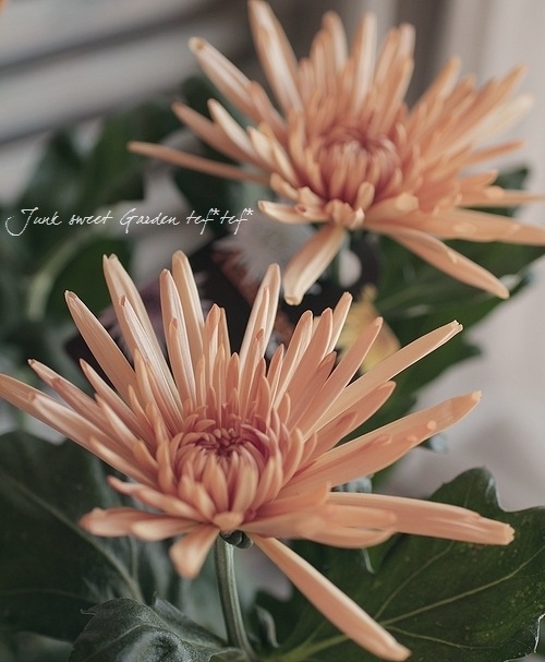 Chrysanthemum Morifolium Br Br マム アナスタシア Br ブロンズ すべての商品 Junk Sweet Garden Tef Tef Chrysanthemum Morifolium Br Br マム アナスタシア Br ブロンズ すべての商品 Junk Sweet Garden Tef Tef