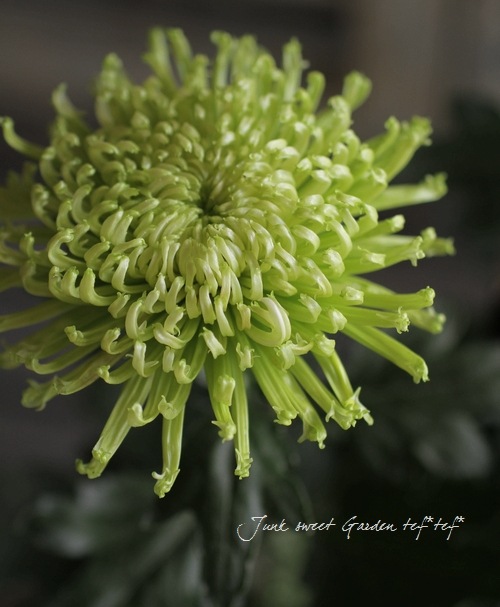 Chrysanthemum Morifolium Br Br マム アナスタシア Br グリーン すべての商品 Junk Sweet Garden Tef Tef Chrysanthemum Morifolium Br Br マム アナスタシア Br グリーン すべての商品 Junk Sweet Garden Tef Tef