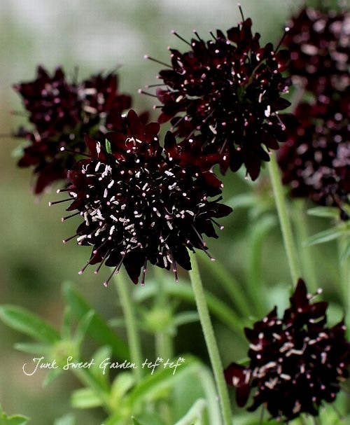 i>Scabiosa atropurpurea</i><BR><BR>黒花スカビオサ<BR>『エースオブ