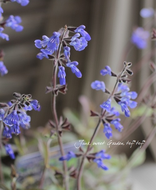 ƼդΥӥʥ󥷥إߥå֥롼١