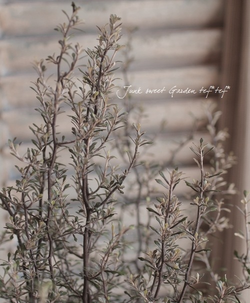 <i>Corokia cotoneaster </i><BR><BR>ȥͥ<BR>إ磻䡼