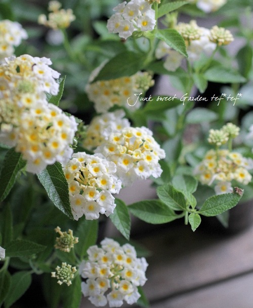 <i>Lantana camara</i><BR><BR>󥿥<BR>إ&ۥ磻ȡ