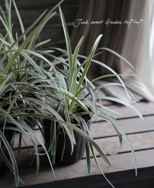 ���ե����ݥ��� �إߥ�����󥿥���