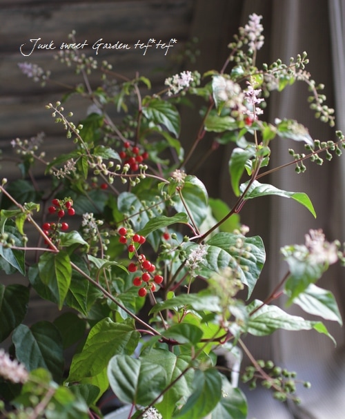 ルージュプランツ ジュズサンゴ すべての商品 Junk Sweet Garden Tef Tef