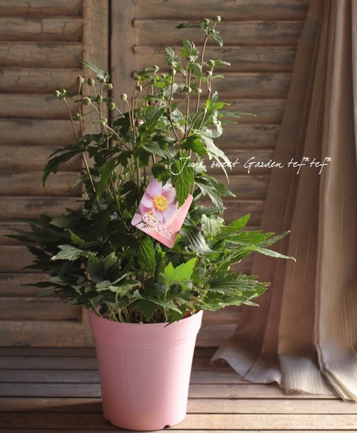 秋明菊 -シュウメイギク- 『ももいろブーケ』 大和園オリジナル品種