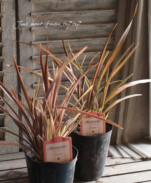 <i>Phormium</i><BR><BR>���㡼�פʥ饤��<BR>�˥塼�������<BR>�إե�ߥ󥴡�
