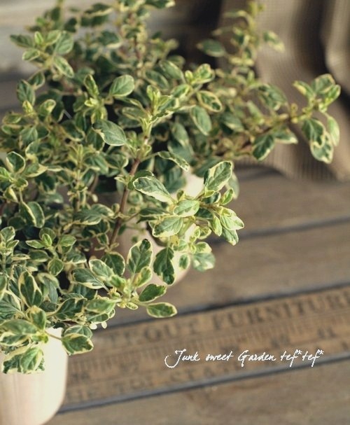 <i>Origanum majorana</i><BR><BR>������إ������ȥޥ������