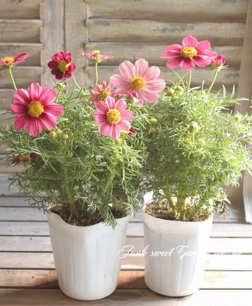 <i>Cosmos bipinnatus</i><BR><BR>⥹<BR>إƥ