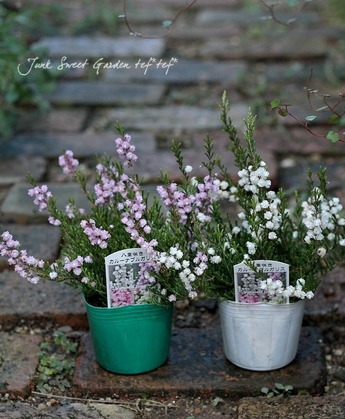 <i>Calluna vulgaris</i><BR><BR>Ȭź餭롼<BR>֥륬ꥹ<BR>MIXۥ磻ȡߥԥ󥯡