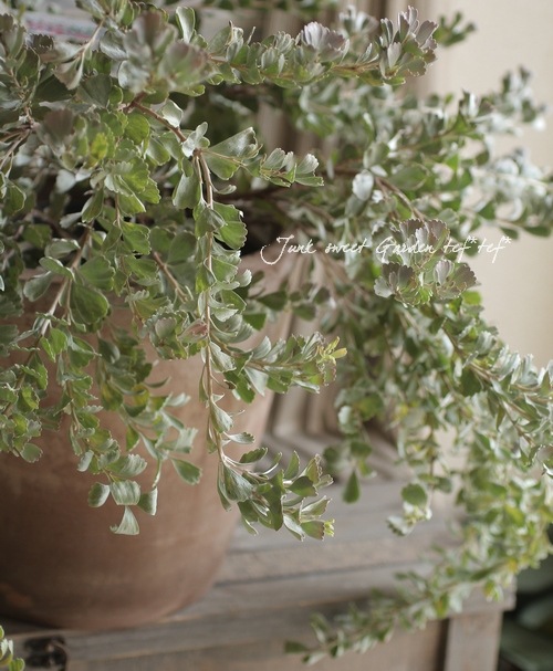 ���ǥʥ󥵥����إ��͡��������Х����åȥե���