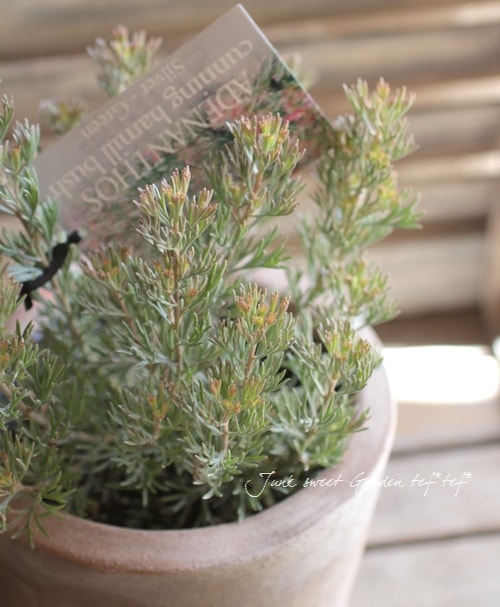 <i>adenanthos meisneri carpet</i><BR><BR>�������ȥ�ꥢ��ץ���<BR>���ǥʥ󥵥����֥å����<BR>�إ��˥��󥰡��ϡ��˥Х��