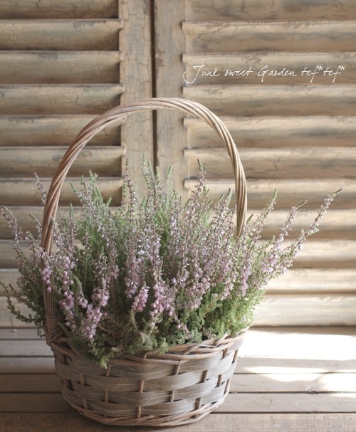 ���롼�ʡ��֥륬�ꥹ���إ���С��١���No.D��