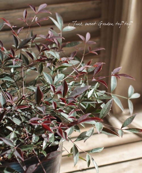 <i>Nandina domestica ��Flirt��</i><BR><BR>�ʥ�ƥ�<BR>�إե롼�ȡ�