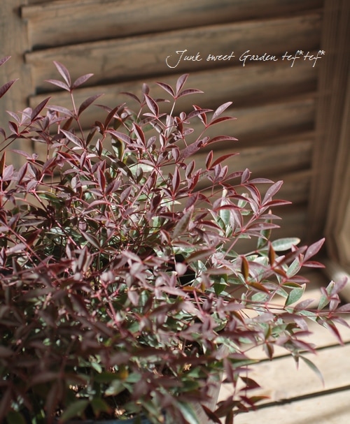 <i>Nandina domestica ��Flirt��</i><BR><BR>�ʥ�ƥ�<BR>�إե롼�ȡ�