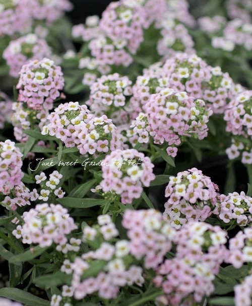 <i>Lobularia hybrid</i><BR><BR>���٥����ѡ�����å���<BR>�إХ����顼�ԥ󥯥��ȥ꡼���