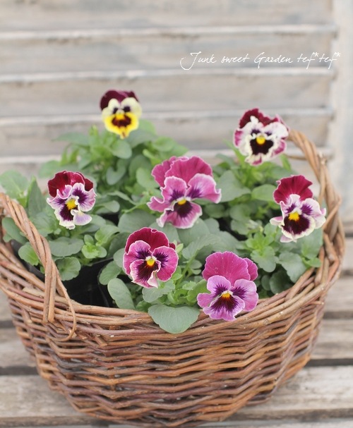 <i>Viola��wittrockiana </i><BR><BR>�ե��ѥ󥸡�<BR>�եꥺ�륷����<BR>�إ饺�٥꡼��