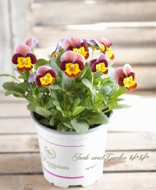 i>Viola×wittrockiana </i><BR><BR>シンジェンタさんのプレミアム