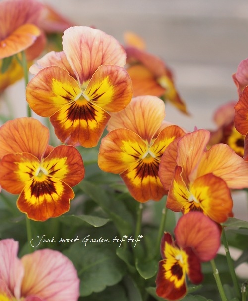 DECORTÉ Wildflower Wonderland 2x18g マルセルワンダースコレクション2024 | DECORTÉ（コスメデコルテ）公式