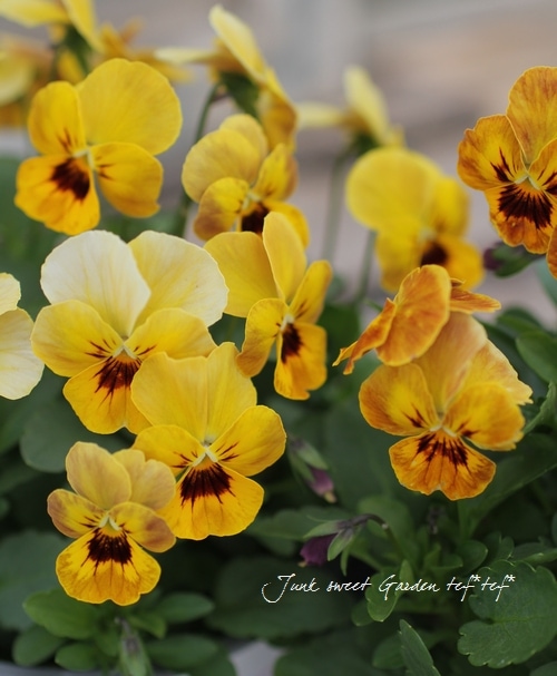 i>Viola×wittrockiana </i><BR><BR>シンジェンタさんのプレミアム