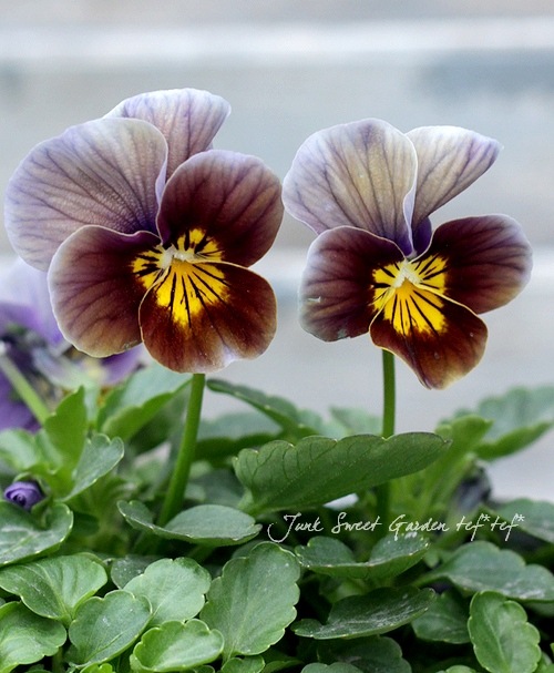 ������ƥ������ӥ��顡�إե����ƥåɥ��祳�졼�ȡ�