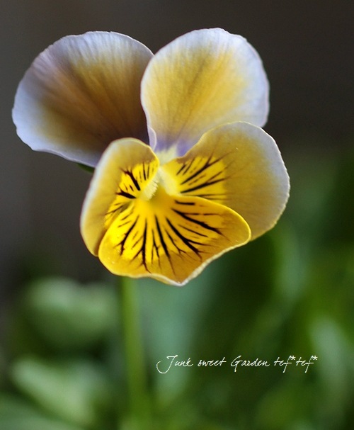 <i>Violawittrockiana </i><BR><BR>ӥ<BR>ߥ˥إϡȥ