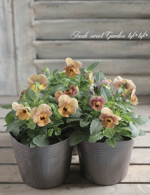 ビオラ　Viola i>Viola×wittrockiana </i><BR><BR>ビオラ ビビシリーズ<BR