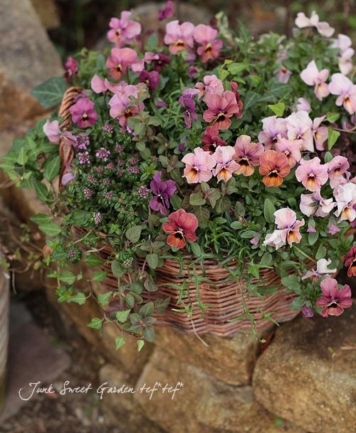 <i>Viola��wittrockiana </i><BR><BR>�ӥ��顡�ӥӥ��꡼��<BR>�إޥ󥴡�����ƥ�������