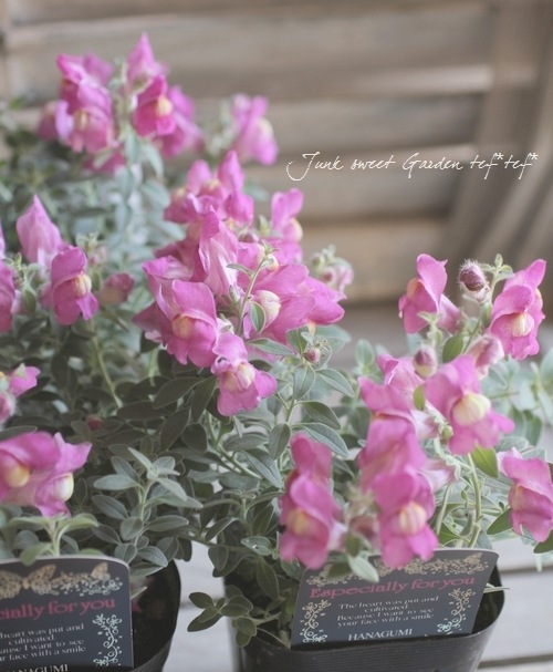 みなもさん専用 スタンダード ミニアトゥーラ/パウダリーピンクシルバー i>Antirrhinum pulverulentum</i><BR><BR>這性キンギョソウ<BR