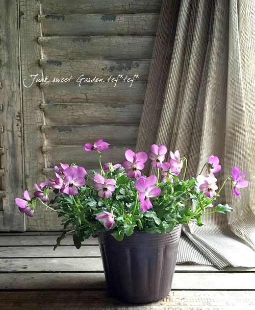 �ߤ�ȥӥ��顡�إҥ��»ΤΥ磻�󥰥饹��