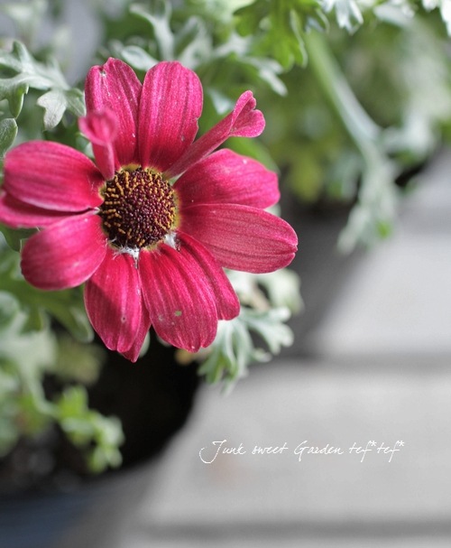 <i>Chrysanthemum frutescens</i><BR><BR>Ѥ餭ޡå<BR>إͥåȥ