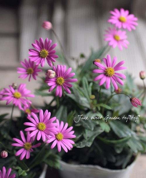 <i>Brachyscome angustifolia </i><BR><BR>�ɺ��֥饭����<BR>�إ�����å����