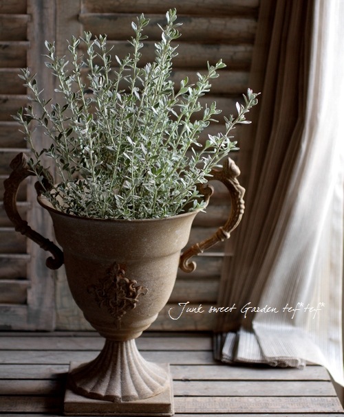 <i>Olearia axillaris</i><BR><BR>���쥢�ꥢ �إץ���ʥ��