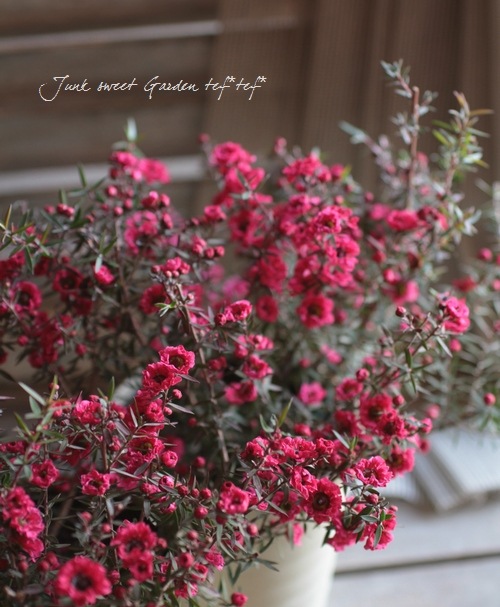 <i>Leptospermum scoparium</i><BR><BR>�����˶������в���<BR>Ȭ�ź餭�ؿ��ȥ����奦�Х���