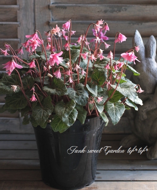 シクラメン 楽天市場】軽井沢育ちのガーデンシクラメン シャインレッド 苗 9cm