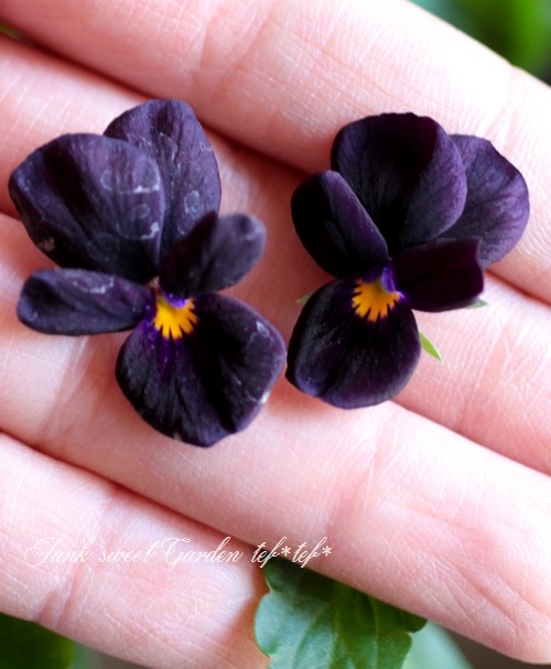 <i>Viola��wittrockiana </i><BR><BR>���ӥ���<BR>�ع��������