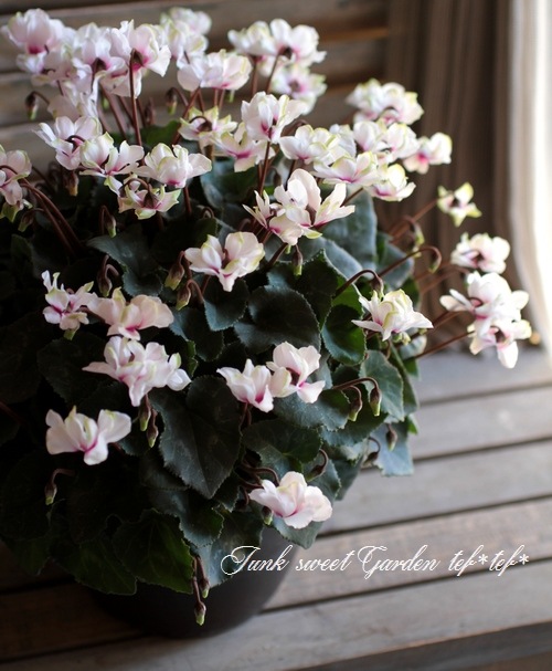 <i>Cyclamen persicum Mill</i><BR><BR>Ȭ�ź餭��������<BR>�褬���꡼��<BR>�إ��꡼��ƥ������