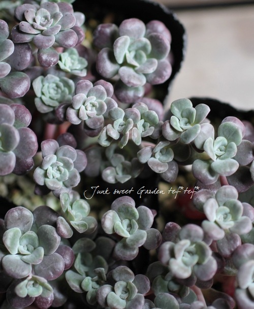 ��¿����ʪ�ۥ����ࡦ���ѥĥ�ե��ꥦ�� �إѡ��ץ쥦���