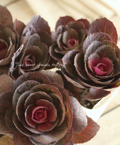 <i>Brassica</i><BR><BR>�������å׺餭�ղ�ð��<BR>�֥�å��륷����إ٥륵�����
