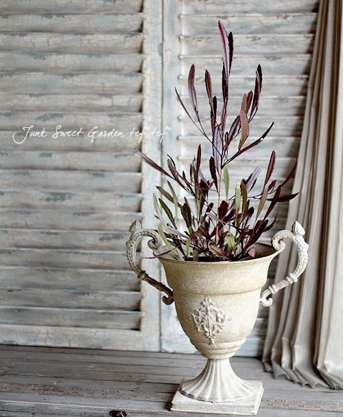 ドドナエア クエルシフォリア 特大株 美品 i>Dodonaea viscosa <BR>'Purpurea' </i><BR><BR>ドドナエア・ポップ