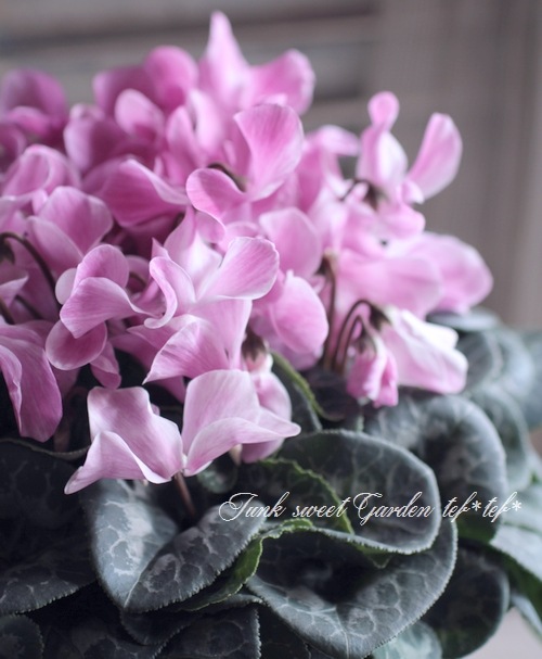 i>Cyclamen Peesicum</i><BR><BR>最新品種！希少！<BR>絞り模様の宝石