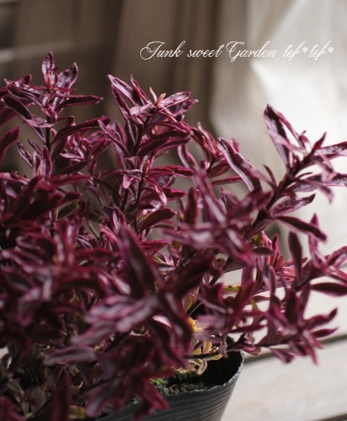 <i>Hebe 'Explosion'</i><BR><BR>������ء��١�<BR>�إ������ץ���������