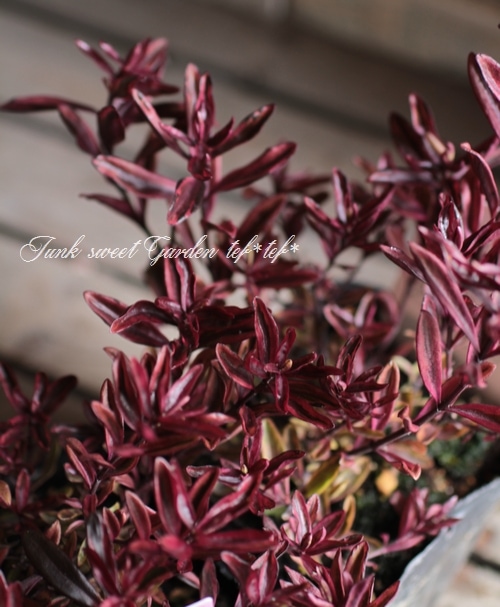 <i>Hebe 'Blackberry'</i><BR><BR>������ء��١�<BR>�إ֥�å��٥꡼��