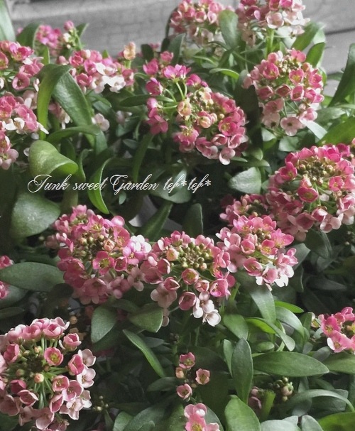 <i>Lobularia hybrid</i><BR><BR>�������ȡ�����å��� �إ��åѡ���