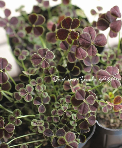 I Trifolium Repens I Br Br 四葉のブラッククローバー すべての商品 Junk Sweet Garden Tef Tef I Trifolium Repens I Br Br 四葉のブラッククローバー すべての商品 Junk Sweet Garden Tef Tef