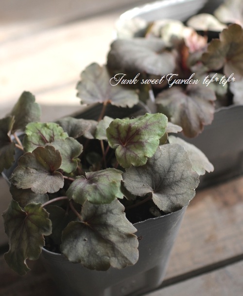 <i>Heuchera hybrid</i><BR><BR>PWҥ塼 إ꡼󥹥ѥ