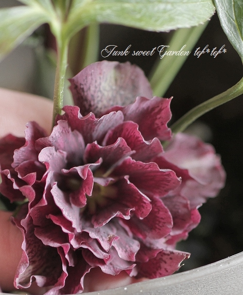 愛知県・麻野間園芸さんの<BR>クリスマスローズ・開花株！5号株<BR