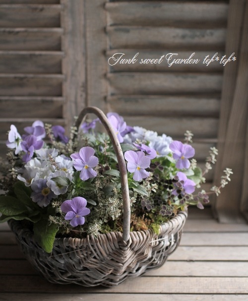 u*a様 人気♡パルプンテ♡極キレイパープル 2苗♡寄せ植え♡カゴ付き(幅３０セ 寄せ植え 鉢 ジャンクガーデン 寄せ植え 花苗通販 Garden Frais