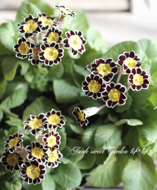 <i>Primula</i><BR><BR>����ƥ������ץ���<BR>����ϡإ���С��졼����