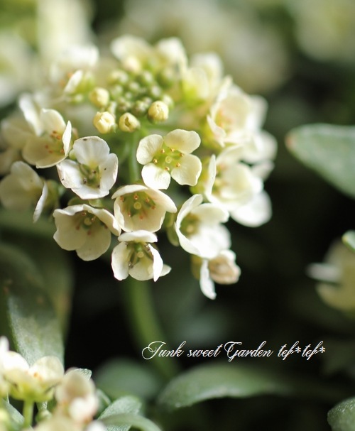 <i>Lobularia hybrid</i><BR><BR>ȡå إܥ꡼